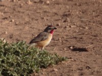 Rosy-patched Bushshrike (Telophorus cruentus hilgerti)