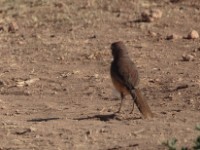 Rosy-patched Bushshrike (Telophorus cruentus hilgerti)