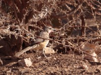 Rosy-patched Bushshrike (Telophorus cruentus hilgerti)