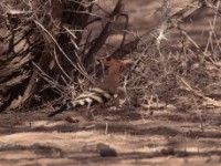 Eurasian Hoopoe (Upupa epops senegalensis)