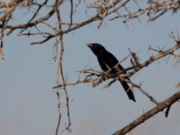 Fork-tailed Drongo (Dicrurus adsimilis divaricatus)