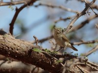 Common Chiffchaff (Phylloscopus collybita)
