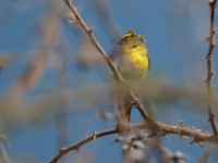 White-bellied Canary (Crithagra dorsostriata maculicollis)