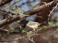 Banded Parisoma (Sylvia boehmi somalica)