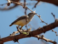 Yellow-bellied Eremomela (Eremomela icteropygialis griseoflava)