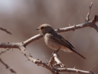 African Grey Flycatcher (Melaenornis microrhynchus pumilus)