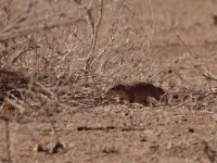 Unstriped Ground Squirrel (Xerus rutilus)