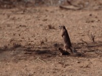 Unstriped Ground Squirrel (Xerus rutilus)