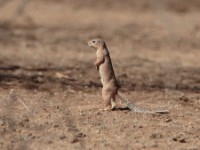 Unstriped Ground Squirrel (Xerus rutilus)