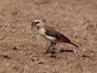 White-headed Buffalo Weaver (Dinemellia dinemelli dinemelli)