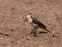 White-headed Buffalo Weaver (Dinemellia dinemelli dinemelli)