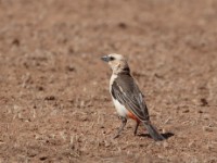 White-headed Buffalo Weaver (Dinemellia dinemelli dinemelli)