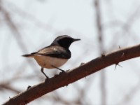 Pied Wheatear (Oenanthe pleschanka)