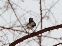 Pied Wheatear (Oenanthe pleschanka)