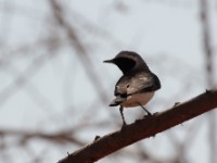 Pied Wheatear (Oenanthe pleschanka)