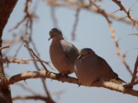 Ring-necked Dove (Streptopelia capicola somalica)