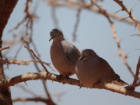 Ring-necked Dove (Streptopelia capicola somalica)
