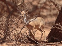 Harar Dik-dik (Madoqua hararensis)