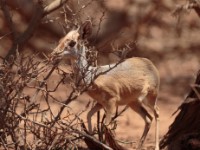 Harar Dik-dik (Madoqua hararensis)