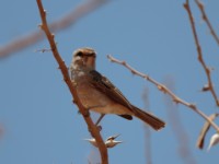 African Grey Flycatcher (Melaenornis microrhynchus pumilus)