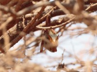 Yellow-winged Bat (Lavia frons)