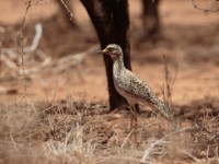 Spotted Thick-knee (Burhinus capensis maculosus)
