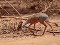 Harar Dik-dik (Madoqua hararensis)