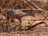 Harar Dik-dik (Madoqua hararensis)