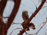 Little Owl (Athene noctua somaliensis)