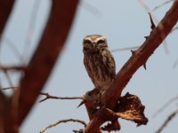 Little Owl (Athene noctua somaliensis)