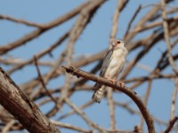 Pygmy Falcon (Polihierax semitorquatus castanonotus)