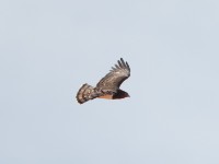 Black-chested Snake Eagle (Circaetus pectoralis)