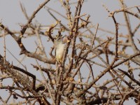 Yellow-bellied Eremomela (Eremomela icteropygialis griseoflava)