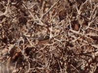 Red-fronted Warbler (Urorhipis rufifrons smithi)