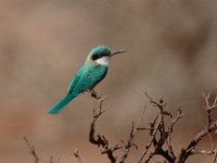 Somali Bee-eater (Merops revoilii)