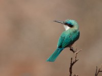 Somali Bee-eater (Merops revoilii)