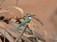 Somali Bee-eater (Merops revoilii)