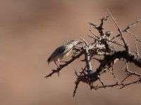 Philippa's Crombec (Sylvietta philippae)