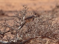 Rosy-patched Bushshrike (Telophorus cruentus hilgerti)