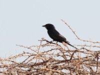 Fork-tailed Drongo (Dicrurus adsimilis divaricatus)