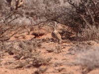 Little Brown Bustard (Eupodotis humilis)