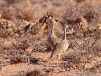 Little Brown Bustard (Eupodotis humilis)