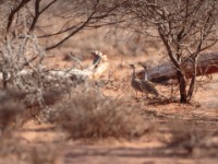 Little Brown Bustard (Eupodotis humilis)