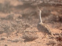 Little Brown Bustard (Eupodotis humilis)