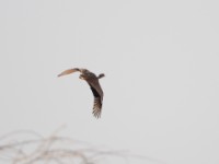 Little Brown Bustard (Eupodotis humilis)