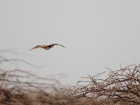 Little Brown Bustard (Eupodotis humilis)