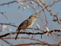 African Grey Flycatcher (Melaenornis microrhynchus pumilus)