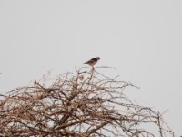 Pygmy Falcon (Polihierax semitorquatus castanonotus)