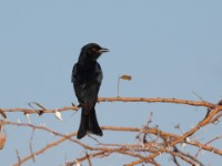 Fork-tailed Drongo (Dicrurus adsimilis divaricatus)