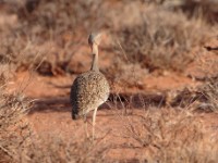 Buff-crested Bustard (Lophotis gindiana)